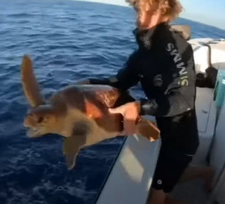 Uma dupla de pescadores impediu que uma tartaruga-marinha se tornasse o jantar de um tubarão. O encontro com o animal em apuros aconteceu nas Bahamas em dezembro de 2020 e viralizou recentemente no TikTok