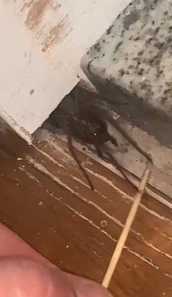 O jovem é Scottie Elwood, de 24 anos, que ficou apavorado após voltar de viagem e chegar em casa, na cidade de Manchester, no Reino Unido, e ser informado pela mãe que uma aranha gigante estava escondida na sala de estarLEIA ESSA HISTÓRIA COMPLETA!