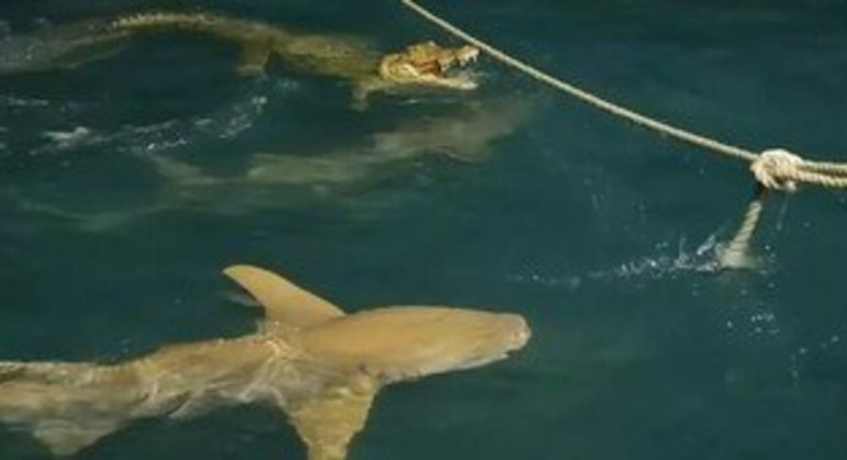 Um crocodilo quase virou comida de uma gangue de tubarões enquanto nadava com aparente tranquilidade na costa da Austrália
