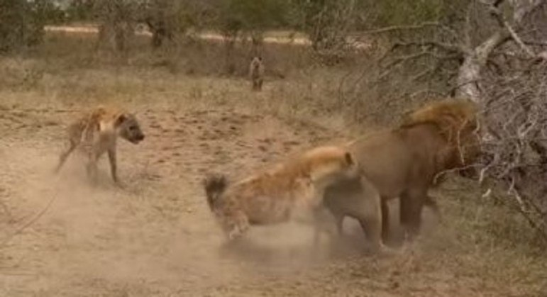 Um leão vingativo deixou duas turistas em prantos durante um safári na Reserva Natural Sabi Sands, na África do Sul