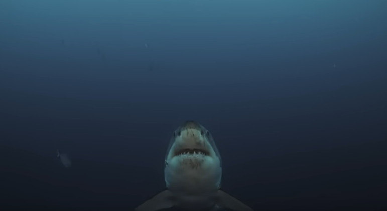 Ataques de tubarão não são comuns na costa do Egito