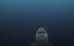O tubarão-branco acima é provavelmente o representante da espécie mais maltratado do planeta