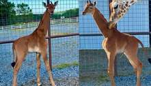 Rara girafa sem manchas nasce em zoológico nos Estados Unidos; nome será votado pelo público
