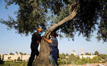 A couple take part in a campaign by Israel's Nature and Parks Authority calling on Israelis to join sightseeing tours and find comfort in tree hugging amid a spike in the coronavirus disease (COVID-19), as part of Jerusalem's Old City walls are seen in the background July 9, 2020. Picture taken July 9, 2020. REUTERS/Ronen Zvulun