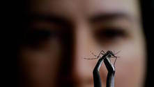 Saiba como diferenciar os sintomas da dengue e da gripe