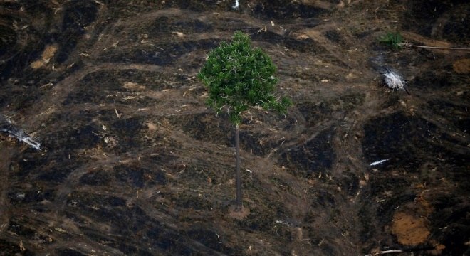 Corte de madeira afetou uma área de 2.133 km2 entre agosto e novembro