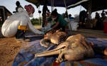 Uma tragédia ambiental está em curso na Amazônia, onde mais de cem botos vermelhos e tucuxis, que viviam em um lago em Tefé (AM), apareceram mortos nesta semana
