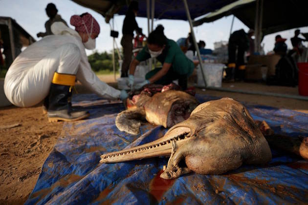 Uma tragédia ambiental está em curso na Amazônia, onde mais de cem botos vermelhos e tucuxis, que viviam em um lago em Tefé (AM), apareceram mortos nesta semana