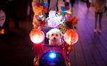 A pet dog sits in a carriage on a street, following the coronavirus disease (COVID-19) outbreak in Shanghai, China October 21, 2020. REUTERS/Aly Song