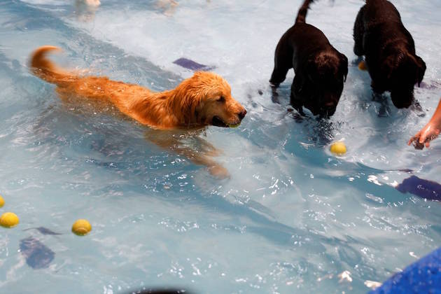 Imagine os termômetros na casa dos 42ºC. Se essa temperatura já é difícil para o ser humano, fica pior para os pets, que, quase sempre, são cobertos por muitos pelos e transpiram praticamente só pela boca e pelo focinho