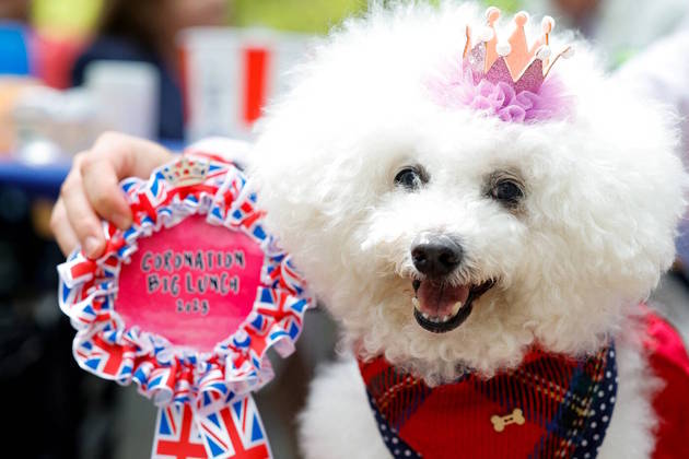 O campeão dessa competição foi esse poodle aí da foto. É o Tino, que ganhou um banho, um penteado especial e uma coroinha discreta no meio do pelo