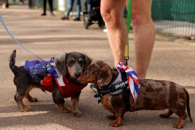 Os animais interagiram durante o passeio especial nas ruas de Londres