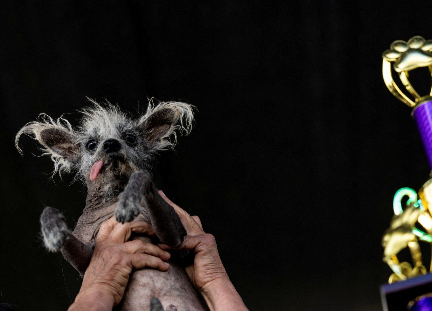 Competição do cachorro mais feio do mundo está com inscrições