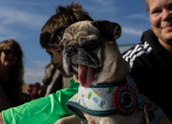 Concurso do cachorro mais feio do mundo 2023