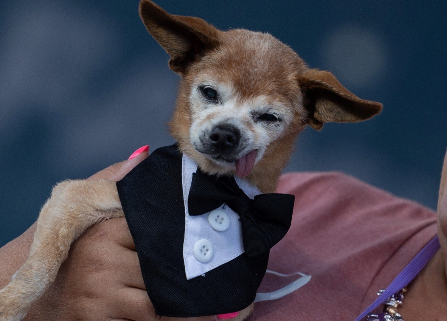 Competição do cachorro mais feio do mundo está com inscrições abertas para  2023