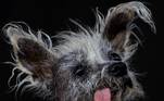 Concurso do cão mais feio do mundo