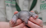 A rescued short-beaked echidna puggle that was brought to Taronga Wildlife Hospital is pictured in Sydney, Australia, September 29, 2020. Picture taken September 29, 2020. Taronga Zoo Sydney/Handout via REUTERS ATTENTION EDITORS - THIS IMAGE HAS BEEN SUPPLIED BY A THIRD PARTY. MANDATORY CREDIT. NO RESALES