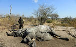 A member of the Botswana Defence Force Anti Poaching Unit stands over the carcass of an elephant found near Seronga, in the Okavango Delta, Botswana, July 9, 2020. REUTERS/Stringer NO RESALES. NO ARCHIVES