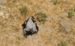 A dead elephant is seen in this undated handout image in Okavango Delta, Botswana May-June, 2020. PHOTOGRAPHS OBTAINED BY REUTERS/Handout via REUTERS ATTENTION EDITORS - THIS IMAGE HAS BEEN SUPPLIED BY A THIRD PARTY.