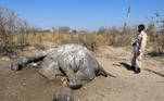 Dr Wave Kashweeka, Principal Veterinary Officer stands over the carcass of an elephant found near Seronga, in the Okavango Delta, Botswana, July 9, 2020. REUTERS/Stringer NO RESALES. NO ARCHIVES