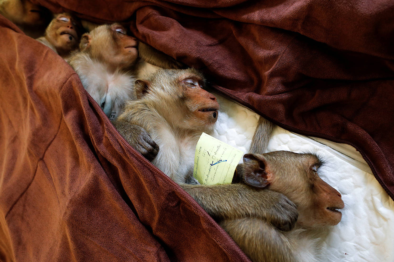 Macacos que comem, templo em tailândia.