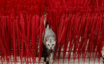 A cat is seen among incense sticks drying at a home-industry factory, ahead of the Chinese Lunar New Year, in Tangerang, on the outskirts of Jakarta, Indonesia, February 10, 2021. REUTERS/Willy Kurniawan TPX IMAGES OF THE DAY