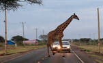 A giraffe crosses a road laced with an electric fence within the Kimana Sanctuary, part of a crucial wildlife corridor that links the Amboseli National Park to the Chyulu Hills and Tsavo protected areas, within the Amboseli ecosystem in Kimana, Kenya February 8, 2021. Picture taken February 8, 2021. REUTERS/Thomas Mukoya TPX IMAGES OF THE DAY