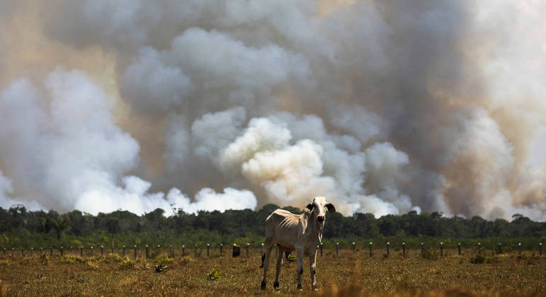 Floresta amazônica tem sofrido com avanço do desmatamento