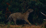A jaguar rubs itself against vegetation as it walks through smoke from a fire nearby, in Encontro das Aguas State Park in the Pantanal, the world's largest wetland, in Pocone, Mato Grosso state, Brazil, September 3, 2020. REUTERS/Amanda Perobelli SEARCH 'PANTANAL PEROBELLI' FOR THIS STORY. SEARCH 'WIDER IMAGE' FOR ALL STORIES