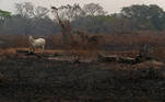 A cow stands amongst an area that was burnt in a fire at a ranch in the Pantanal, the world's largest wetland, in Pocone, Mato Grosso state, Brazil, August 27, 2020. REUTERS/Amanda Perobelli SEARCH 'PANTANAL PEROBELLI' FOR THIS STORY. SEARCH 'WIDER IMAGE' FOR ALL STORIES