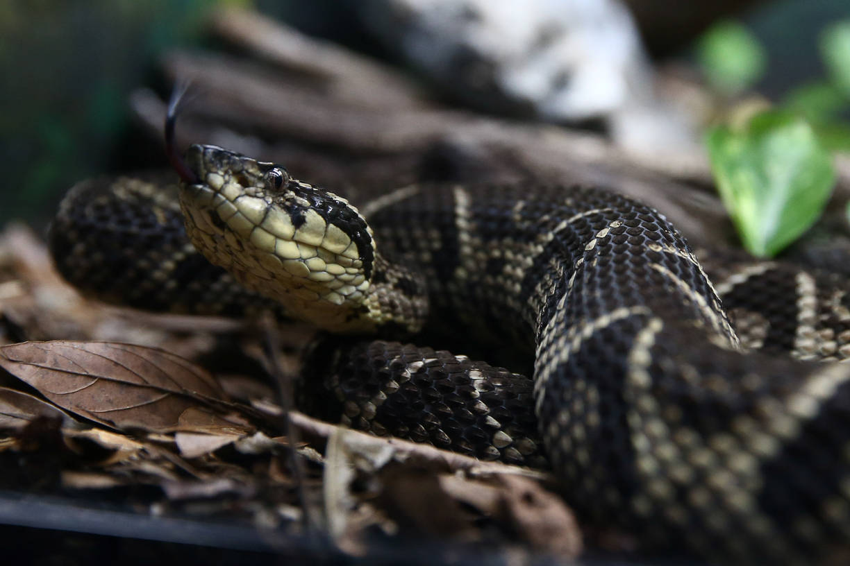 Ela é uma das maiores cobras brasileira e pode medir até 2 metros de comprimento. Vive na costa da Mata Atlântica e também é encontrada na Bolívia, Paraguai e Argentina<br>