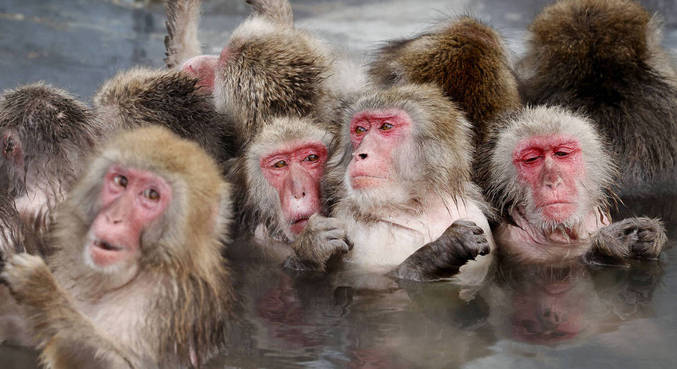 Humanos vão voltar a usar máscaras por causa de varíola do macaco?