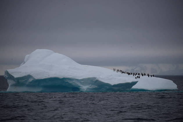 A group of chinstrap penguins walk on top of an iceberg floating near Lemaire Channel, Antarctica, February 6, 2020. REUTERS/Ueslei Marcelino/File Photo TPX IMAGES OF THE DAY SEARCH "GLOBAL POY" FOR THIS STORY. SEARCH "REUTERS POY" FOR ALL BEST OF 2020 PACKAGES.