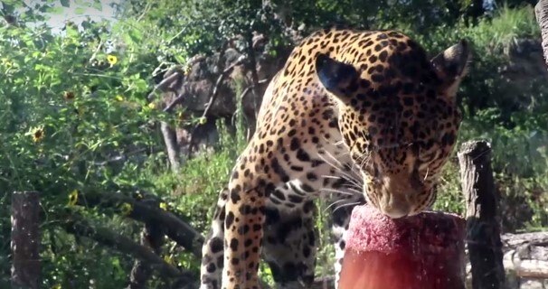 Onça-pintada ganha picolé de sangue de cavalo em meio à onda de calor nos  EUA