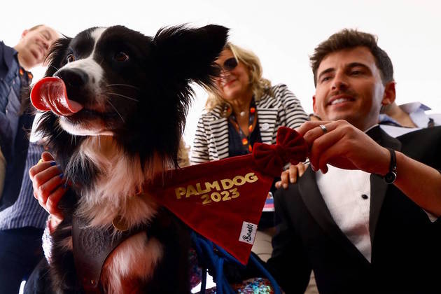 Esse cão da raça border collie aí da foto é o Messi, o grande campeão do Palm Dog, ou 'Palma Canina', uma premiação extraoficial do Festival de Cannes para reconhecer os animais que melhor desempenharam seus papeis nos filmes que estão em busca de reconhecimento dos jurados no evento. Messi era favorito a levar o troféu