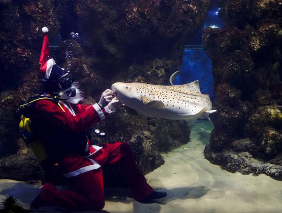 Até comida o Papai Noel deu para o tubarãoVEJA TAMBÉM: Exploradora encontra abrigo da Guerra Fria trancado há mais de 40 anos