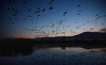 Cranes fly above a lake during the migration season at Hula Nature Reserve, in northern Israel November 17, 2020. Picture taken November 17, 2020. REUTERS/Ronen Zvulun TPX IMAGES OF THE DAY