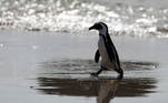 Endangered African penguin emerges from the water at Seaforth Beach, near Cape Town, South Africa, November 3, 2020. Picture taken November 3, 2020. REUTERS/Sumaya Hisham