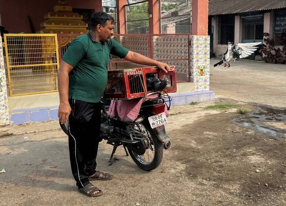 Polícia indiana treina pombos-correios 