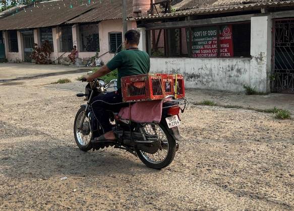 Polícia indiana treina pombos-correios