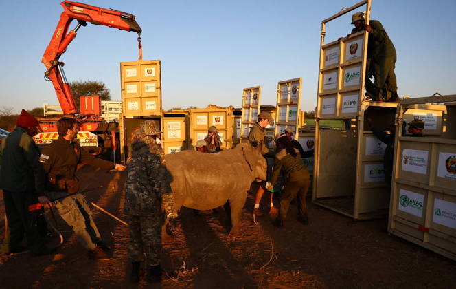 Para levar os animais da África do Sul para Moçambique, os operários precisaram de caminhões e contêineres 