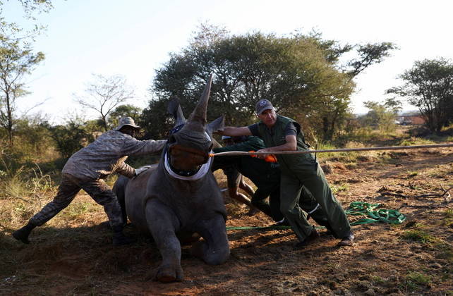 Depois de 40 anos de extinção, os rinocerontes estão de volta a Moçambique, país localizado no leste da África. Na semana passada, um carregamento de 19 rinocerontes-brancos chegou da África do Sul. Nesta foto, Kester Vickery, cofundador de uma ONG, tenta movimentar um rinoceronte