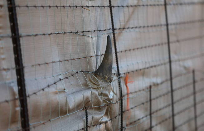 O chifre do rinoceronte é um dos itens procurados pelos traficantes de animais