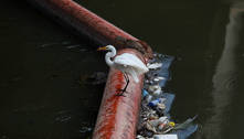 Animais vistos no rio Pinheiros (SP) criam expectativa de despoluição 