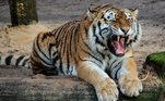 Como o animal não é bobo, conseguiu chegar ao santuário Dnyanganga, onde será o único tigre machoVEJA ISSO: Garotinha sobrevive à queda de 12 m após mergulhar em pilha de neve