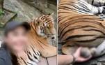 Dois funcionários do zoológico tailandês Chiang Mai foram repreendidos depois de permitirem que uma turista tirasse as fotos segurando os testículos de um tigre, que estava sedado