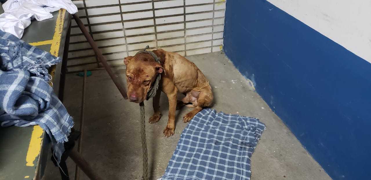 lojas pitbull sao paulo