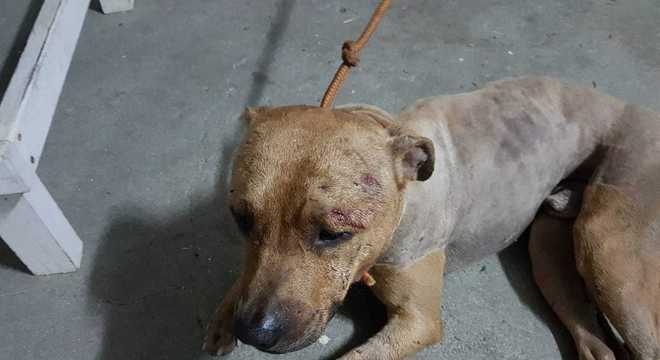 Animal ferido usado em rinha de pitbulls na Grande São Paulo