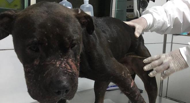 Cães foram encontrados machucados e alguns mortos, em Mairiporã (SP)