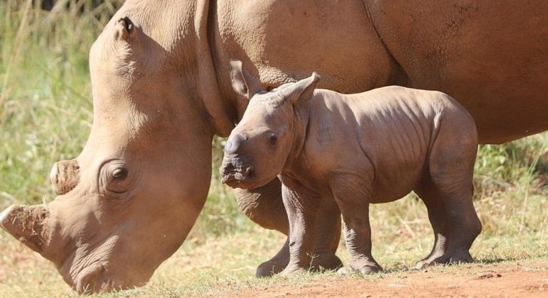 Wynter e seu filhotinho, Blizzy, estão em um santuário para animais selvagens na África do Sul